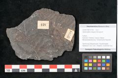 Foto (Objekt + Etikett) von Sphenopteris elegans Brongniart (NHMW-GEO-2024-0188-10794)